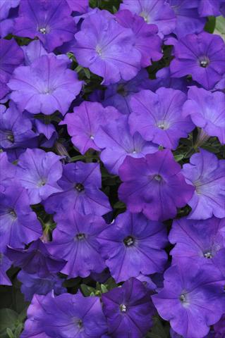 Photos von Blumenvarianten benutzt als: Ampel/Topf Petunia x hybrida Shock Wave Denim