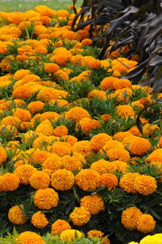 Photos von Blumenvarianten benutzt als: Beet, Topf oder Ampel Tagetes erecta Taishan African Orange