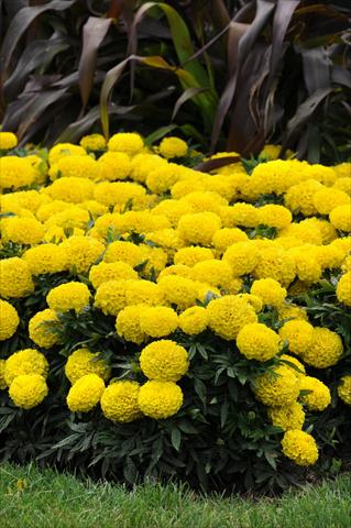 Photos von Blumenvarianten benutzt als: Beet, Topf oder Ampel Tagetes erecta Taishan African Yellow