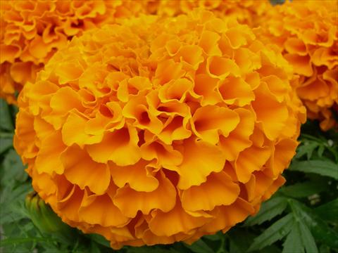 Photos von Blumenvarianten benutzt als: Beet, Topf oder Ampel Tagetes erecta Taishan Dwarf Orange