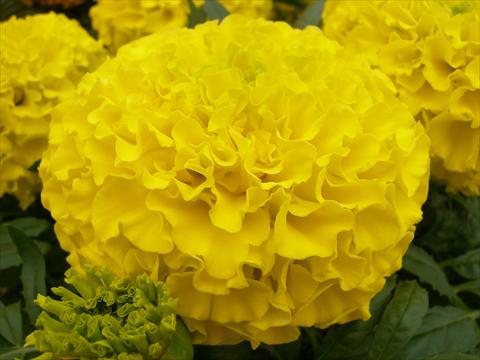 Photos von Blumenvarianten benutzt als: Beet, Topf oder Ampel Tagetes erecta Taishan Dwarf Yellow