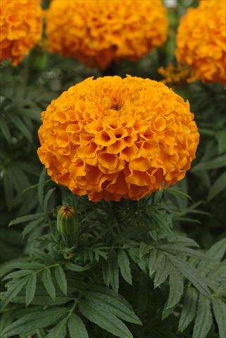 Photos von Blumenvarianten benutzt als: Beet, Topf oder Ampel Tagetes erecta Taishan Orange