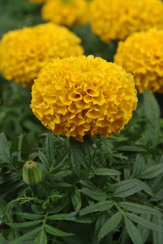 Photos von Blumenvarianten benutzt als: Beet, Topf oder Ampel Tagetes erecta Taishan Gold