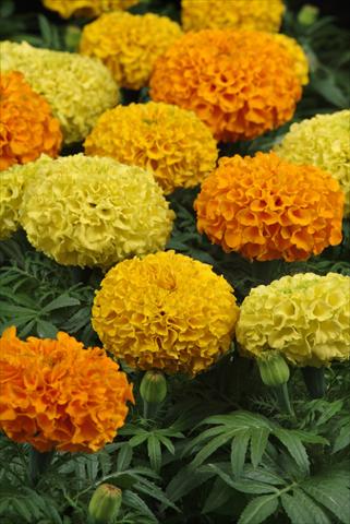 Photos von Blumenvarianten benutzt als: Beet, Topf oder Ampel Tagetes erecta Taishan Mix