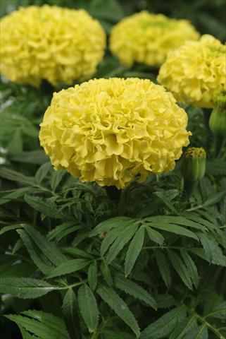 Photos von Blumenvarianten benutzt als: Beet, Topf oder Ampel Tagetes erecta Taishan Yellow