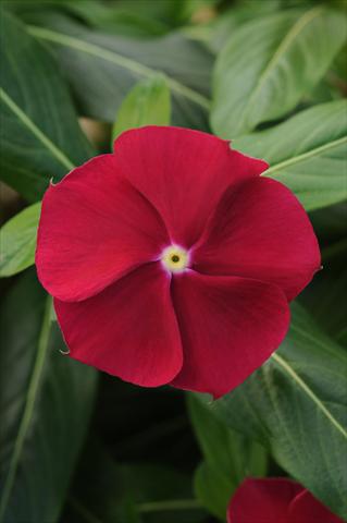 Photos von Blumenvarianten benutzt als: Topf und Beet Catharanthus roseus - Vinca Pacifica Cranberry XP