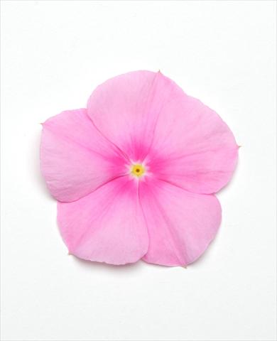 Photos von Blumenvarianten benutzt als: Topf und Beet Catharanthus roseus - Vinca Titan Icy Pink