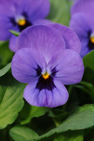 Photos von Blumenvarianten benutzt als: Topf und Beet Viola cornuta Sorbet™ Blue Blotch XP