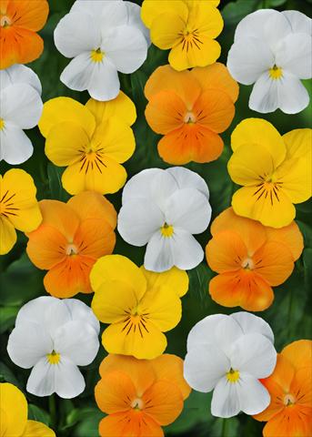 Photos von Blumenvarianten benutzt als: Topf und Beet Viola cornuta Sorbet™ Citrus Mix XP