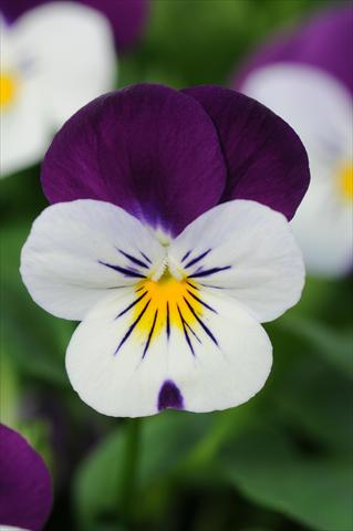 Photos von Blumenvarianten benutzt als: Topf und Beet Viola cornuta Sorbet™ Coconut Duet XP