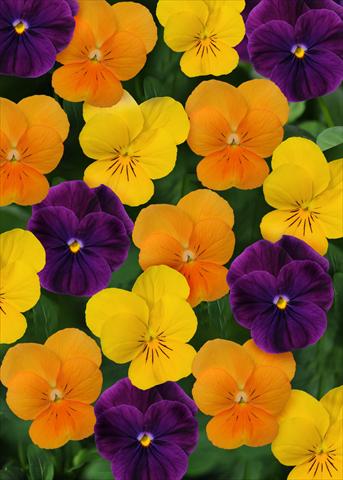 Photos von Blumenvarianten benutzt als: Topf und Beet Viola cornuta Sorbet™ Harvest Mix XP