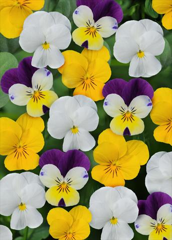 Photos von Blumenvarianten benutzt als: Topf und Beet Viola cornuta Sorbet™ Lemon Parfait Mix XP