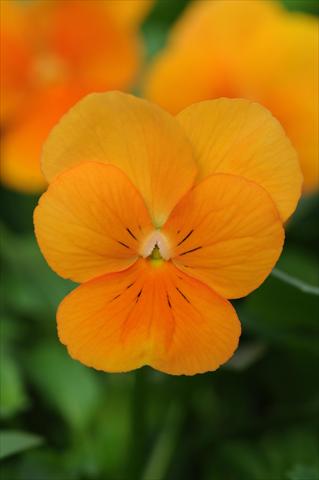 Photos von Blumenvarianten benutzt als: Topf und Beet Viola cornuta Sorbet™ Orange XP