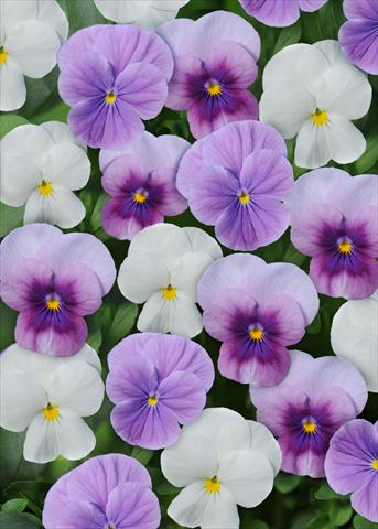 Photos von Blumenvarianten benutzt als: Topf und Beet Viola cornuta Sorbet™ Orchidberry Frost Mix Xp