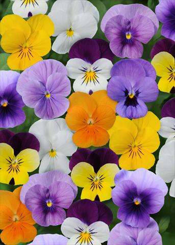 Photos von Blumenvarianten benutzt als: Topf und Beet Viola cornuta Sorbet™ Select Mix XP