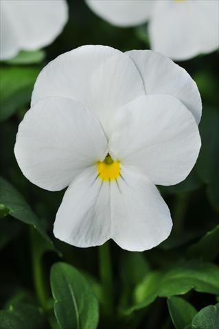 Photos von Blumenvarianten benutzt als: Topf und Beet Viola cornuta Sorbet™ White XP