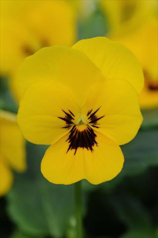 Photos von Blumenvarianten benutzt als: Topf und Beet Viola cornuta Sorbet™ Yellow Blotch XP