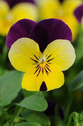 Photos von Blumenvarianten benutzt als: Topf und Beet Viola cornuta Sorbet™ Yellow Duet XP