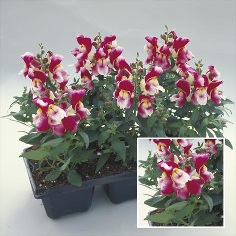 Photos von Blumenvarianten benutzt als: Beet- / Rabattenpflanze Antirrhinum majus Floral Showers Wine Bicolour Imp