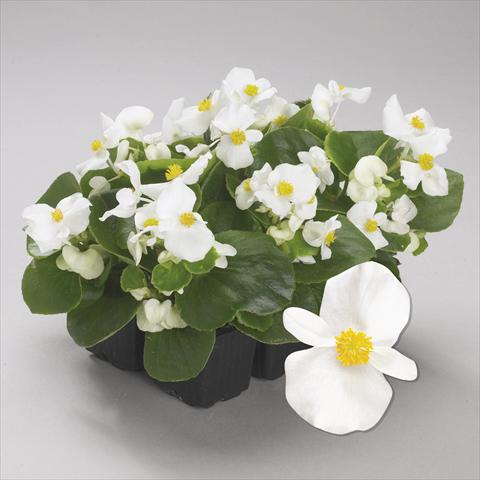 Photos von Blumenvarianten benutzt als: Beet- / Rabattenpflanze Begonia semperflorens Emperor White Imp