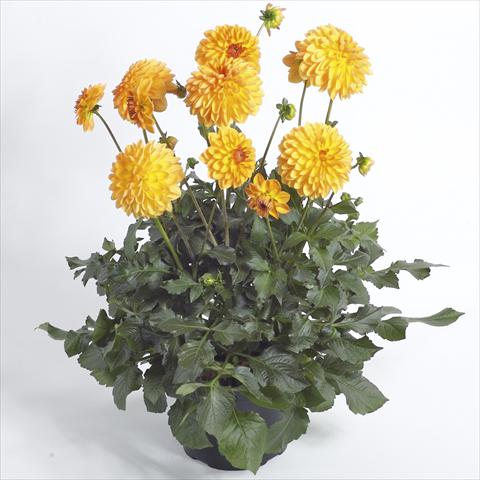 Photos von Blumenvarianten benutzt als: Topf und Beet Dahlia Maxi Dalina Novia