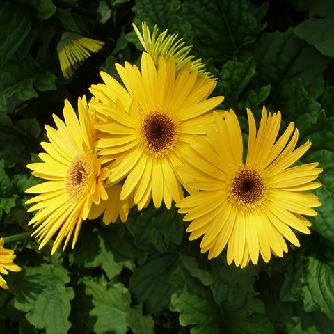 Photos von Blumenvarianten benutzt als: Topf Gerbera jamesonii Festival Yellow with Eye