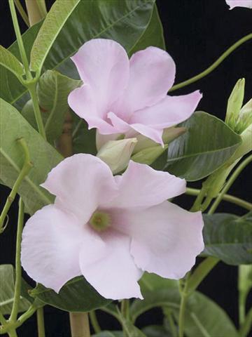 Photos von Blumenvarianten benutzt als: Terrasse, Topf Dipladenia (Mandevilla) Cotton Candy