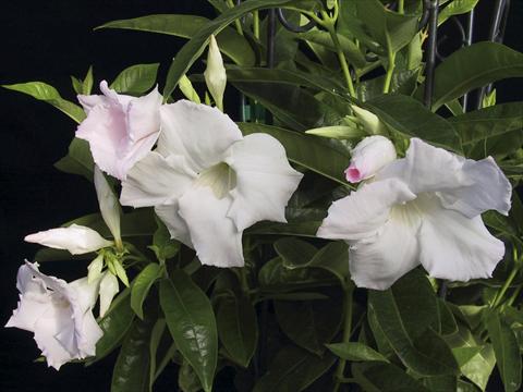 Photos von Blumenvarianten benutzt als: Terrasse, Topf Dipladenia (Mandevilla) White Velvet