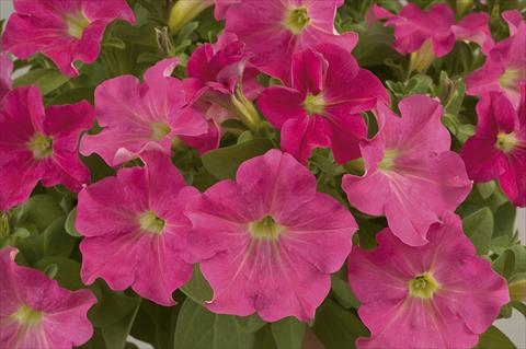 Photos von Blumenvarianten benutzt als: Topf, Beet, Terrasse, Ampel Petunia Ray Candy Pink