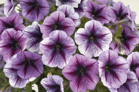Photos von Blumenvarianten benutzt als: Topf, Beet, Terrasse, Ampel Petunia Ray Purple Vein