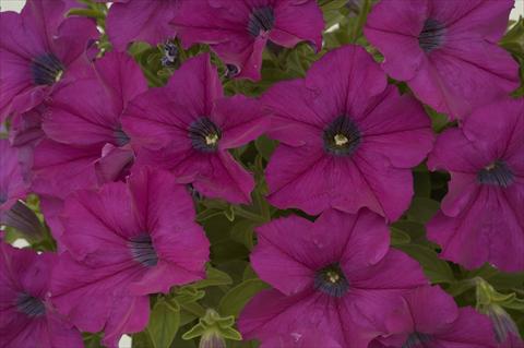 Photos von Blumenvarianten benutzt als: Topf, Beet, Terrasse, Ampel Petunia Ray Purple