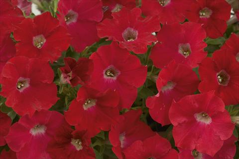 Photos von Blumenvarianten benutzt als: Topf, Beet, Terrasse, Ampel Petunia Ray Red