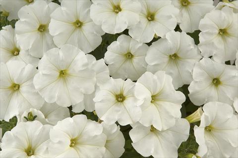 Photos von Blumenvarianten benutzt als: Topf, Beet, Terrasse, Ampel Petunia Ray White