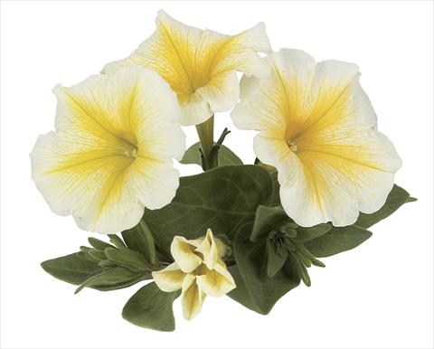 Photos von Blumenvarianten benutzt als: Topf, Beet, Terrasse, Ampel Petunia Ray Yellow