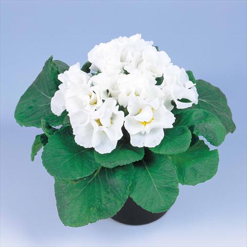 Photos von Blumenvarianten benutzt als: Topf und Beet Primula acaulis, veris, vulgaris Rosanna White Imp