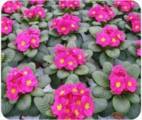 Photos von Blumenvarianten benutzt als: Topf und Beet Primula acaulis, veris, vulgaris Daniella Neon Rose