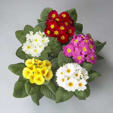 Photos von Blumenvarianten benutzt als: Topf und Beet Primula acaulis, veris, vulgaris Dawn Mix