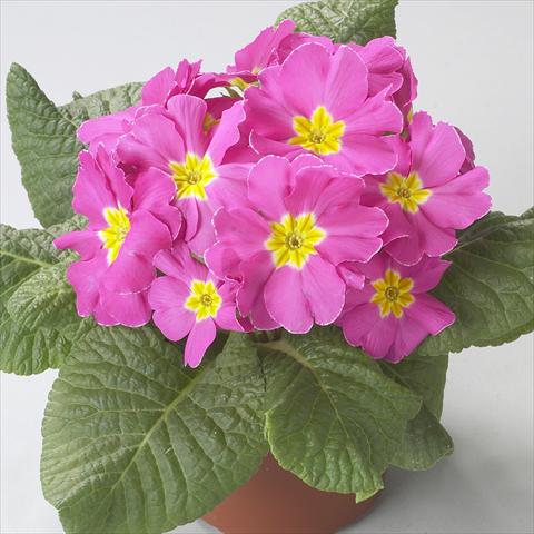 Photos von Blumenvarianten benutzt als: Topf und Beet Primula acaulis, veris, vulgaris Dawn Rose