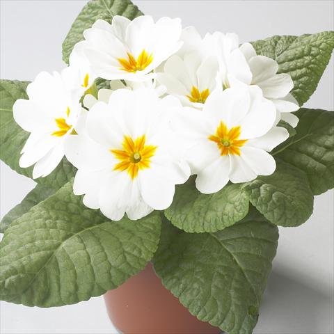 Photos von Blumenvarianten benutzt als: Topf und Beet Primula acaulis, veris, vulgaris Dawn White