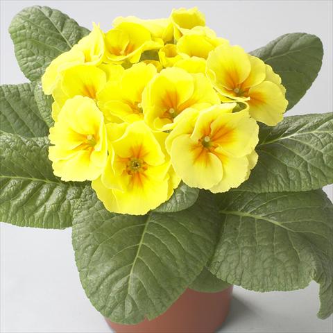 Photos von Blumenvarianten benutzt als: Topf und Beet Primula acaulis, veris, vulgaris Dawn Yellow