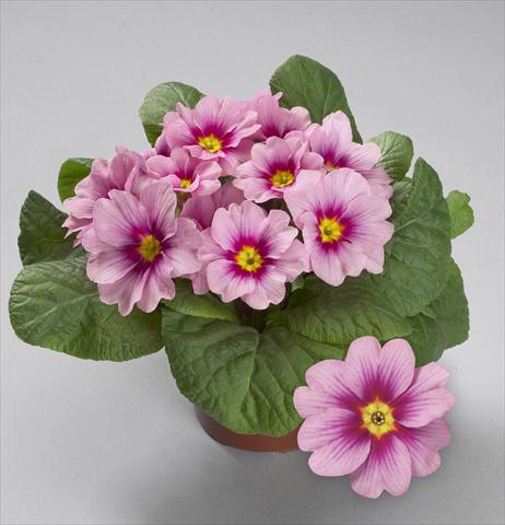 Photos von Blumenvarianten benutzt als: Topf und Beet Primula acaulis, veris, vulgaris Delight Cherry