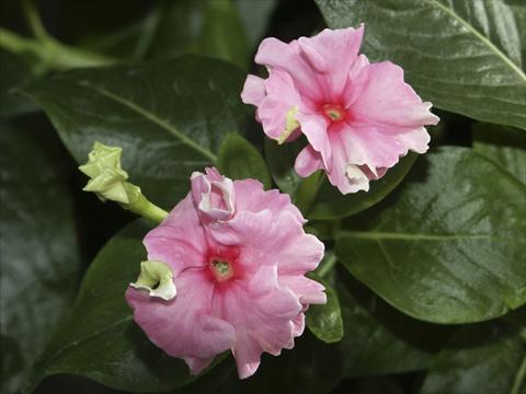Photos von Blumenvarianten benutzt als: Topf und Beet Catharanthus roseus - Vinca Tutu