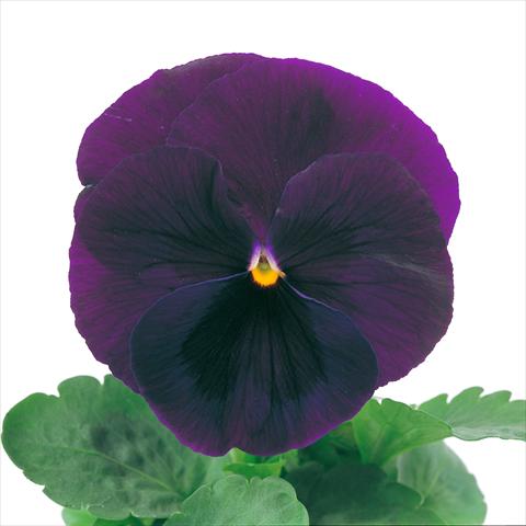 Photos von Blumenvarianten benutzt als: Topf und Beet Viola wittrockiana Power Purple with Blotch Imp
