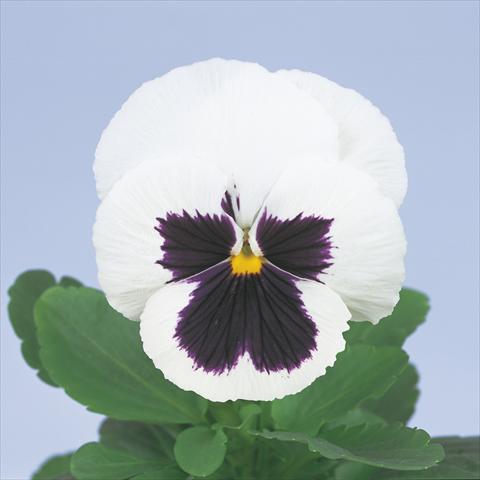 Photos von Blumenvarianten benutzt als: Topf und Beet Viola wittrockiana Power White with Blotch Imp