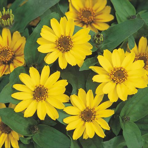 Photos von Blumenvarianten benutzt als: Topf Zinnia hybrida Profusion Yellow