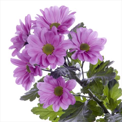 Photos von Blumenvarianten benutzt als: Topf und Beet Chrysanthemum Amadea