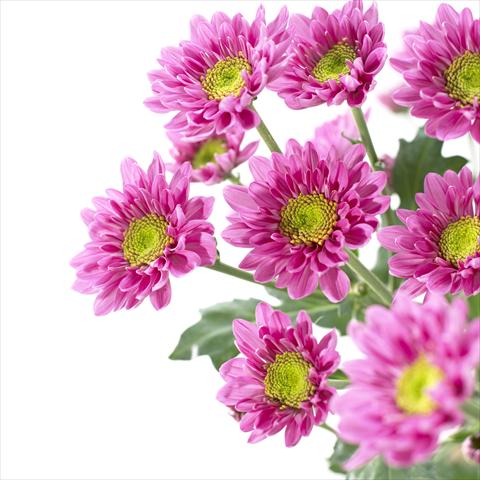 Photos von Blumenvarianten benutzt als: Topf und Beet Chrysanthemum Amazon