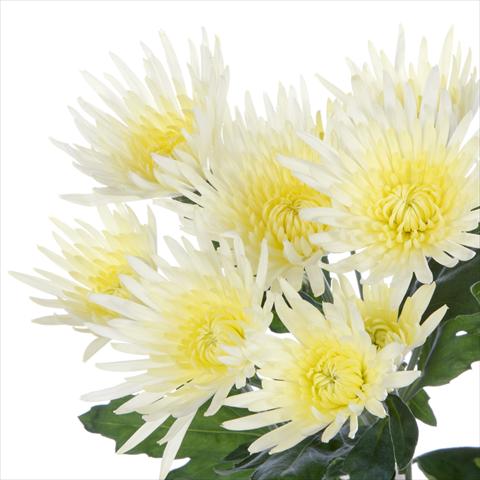 Photos von Blumenvarianten benutzt als: Topf und Beet Chrysanthemum Anastasia Cream