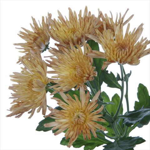 Photos von Blumenvarianten benutzt als: Topf und Beet Chrysanthemum Anastasia Dark Bronze