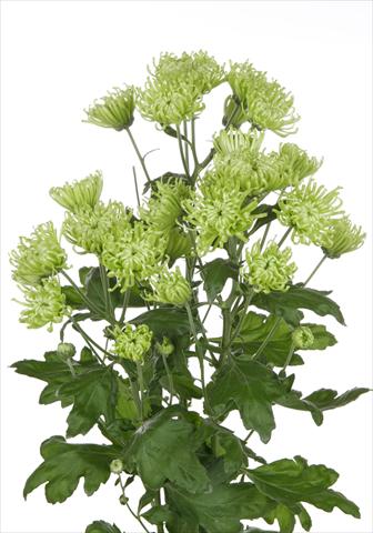 Photos von Blumenvarianten benutzt als: Topf und Beet Chrysanthemum Anastasia Green